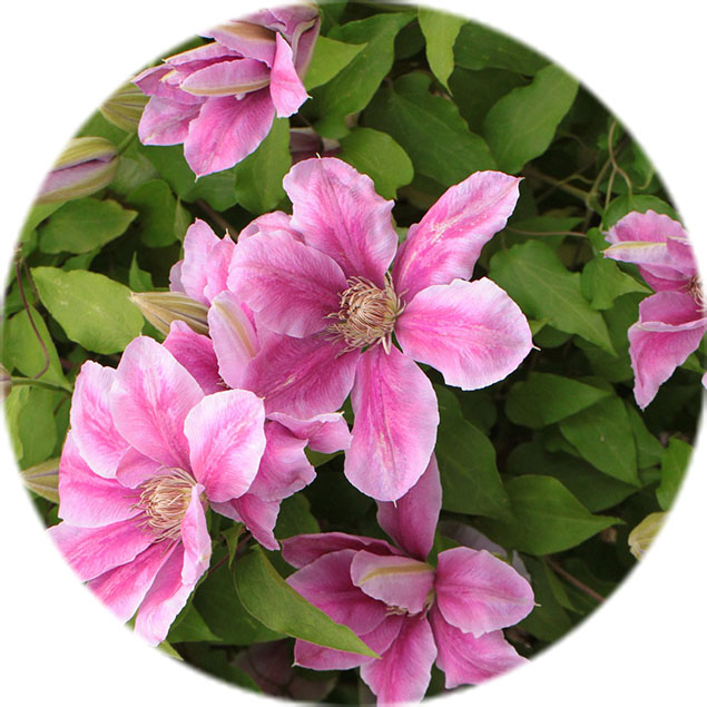 Clematis Verzorging Agri World