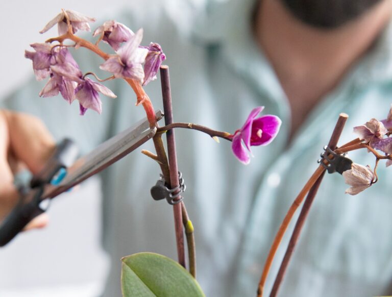 Orchidee opnieuw laten bloeien: tips voor nieuwe bloemen