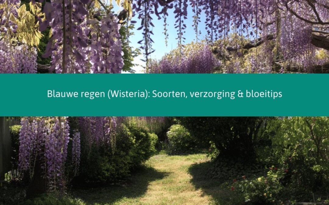 Blauwe regen (Wisteria): Soorten, verzorging & bloeitips