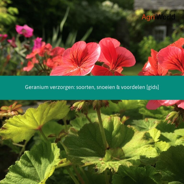 Geranium verzorgen: soorten, snoeien & voordelen [gids]