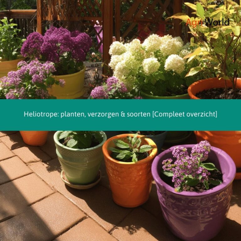 Heliotrope: planten, verzorgen & soorten [Compleet overzicht]