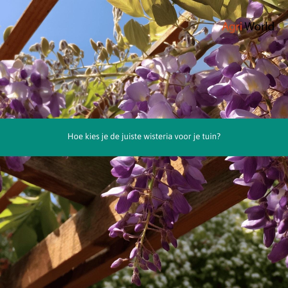 Hoe kies je de juiste wisteria voor je tuin.jpg