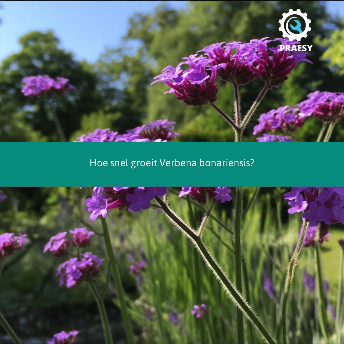 Hoe snel groeit Verbena bonariensis.jpg