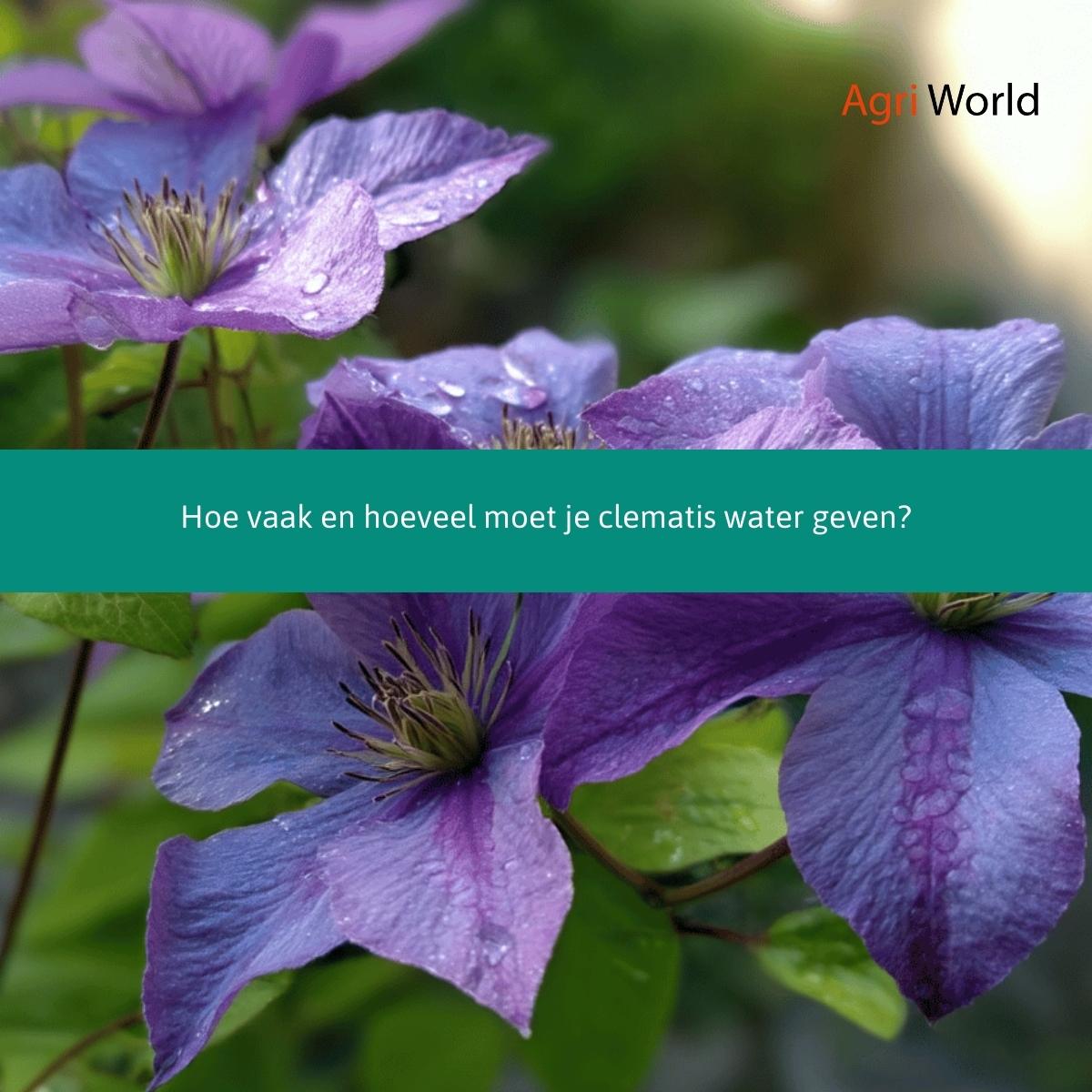Hoe vaak en hoeveel moet je clematis water geven.jpg