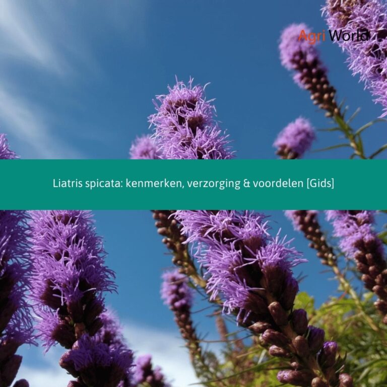 Liatris spicata: kenmerken, verzorging & voordelen [Gids]