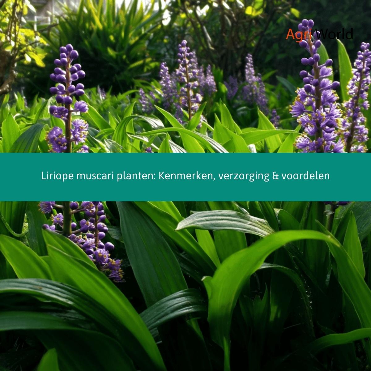 Liriope muscari planten Kenmerken, verzorging voordelen.jpg