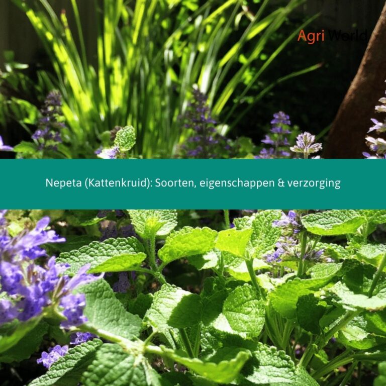 Nepeta (Kattenkruid): Soorten, eigenschappen & verzorging