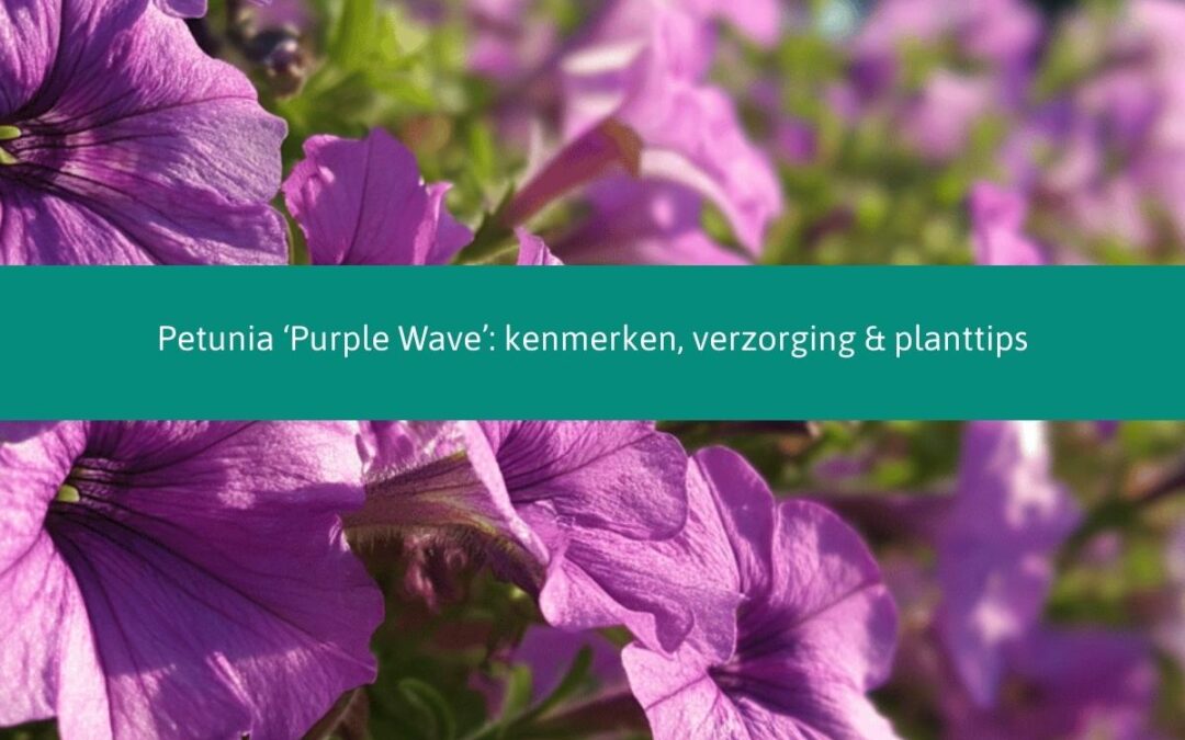 Petunia ‘Purple Wave’: kenmerken, verzorging & planttips