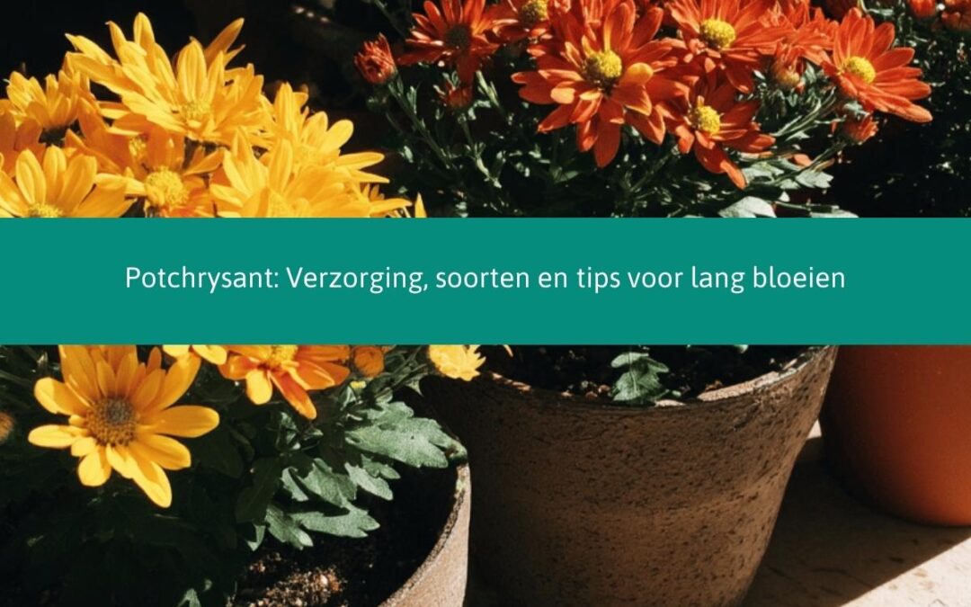 Potchrysant: Verzorging, soorten en tips voor lang bloeien