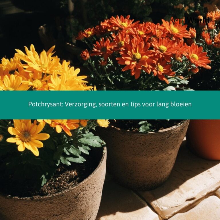 Potchrysant: Verzorging, soorten en tips voor lang bloeien