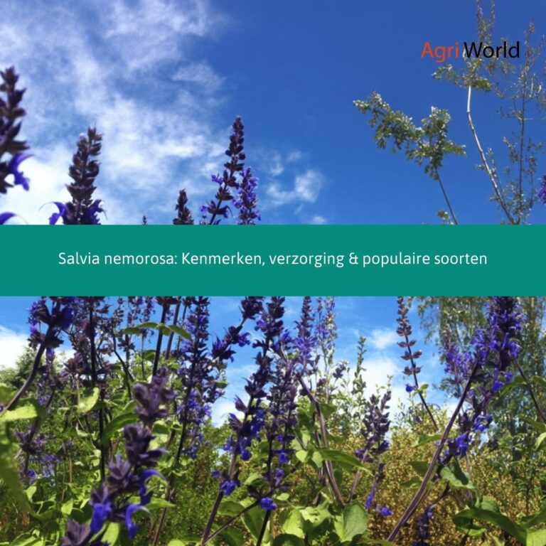 Salvia nemorosa: Kenmerken, verzorging & populaire soorten