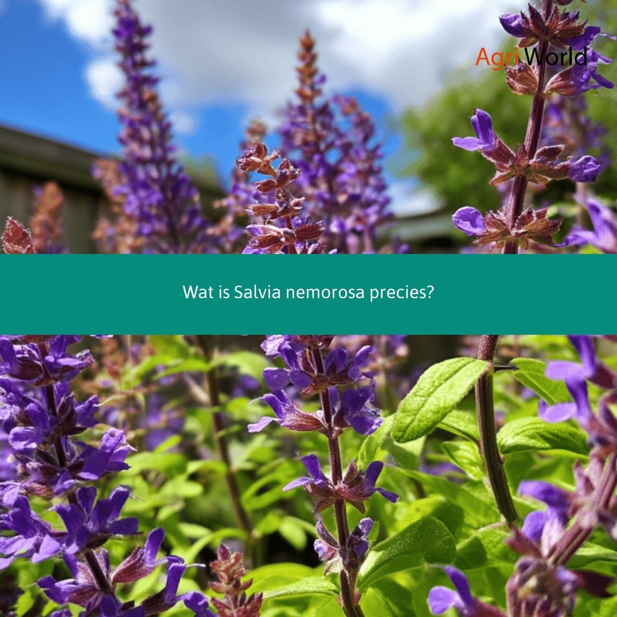 Wat is Salvia nemorosa precies.jpg