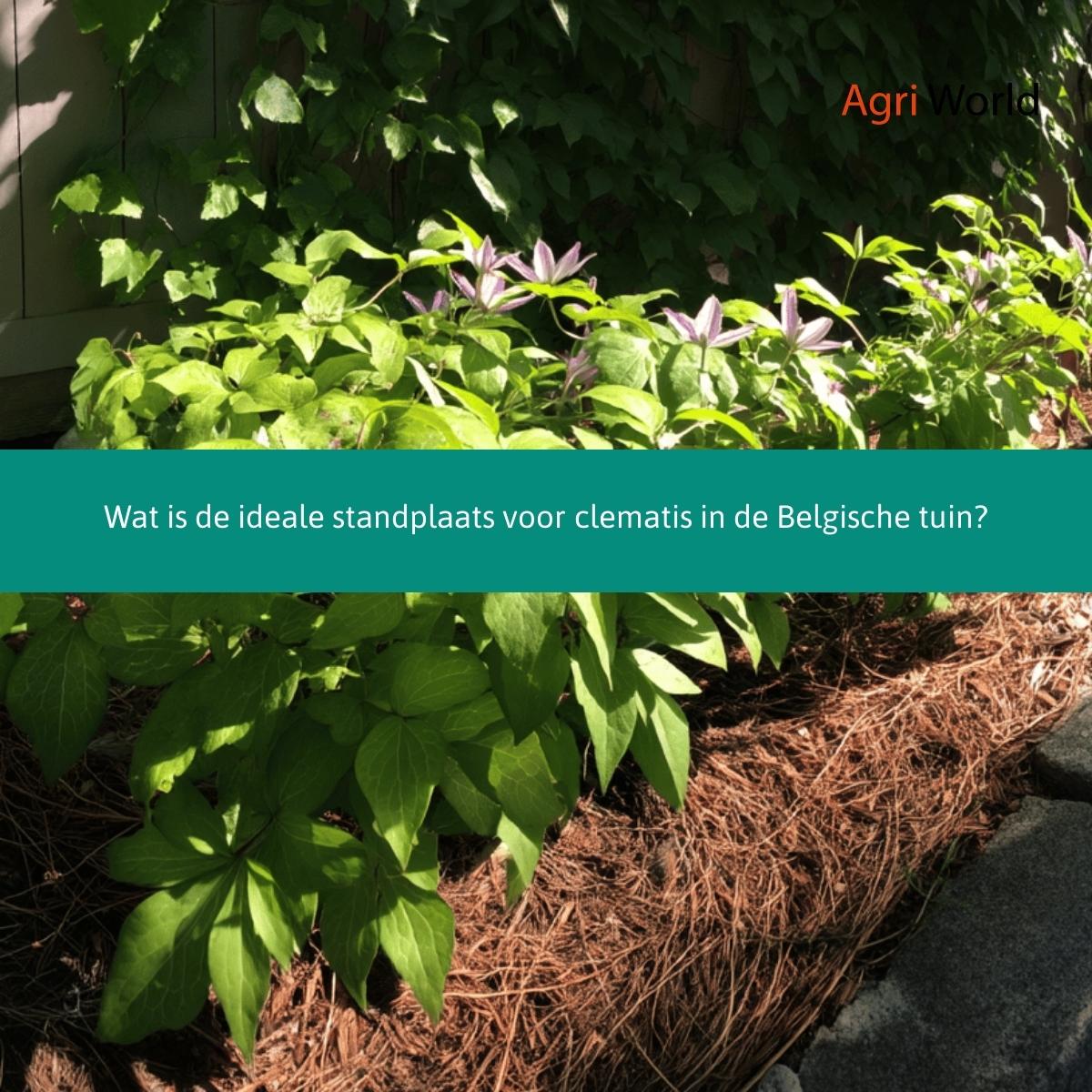 Wat is de ideale standplaats voor clematis in de Belgische tuin.jpg