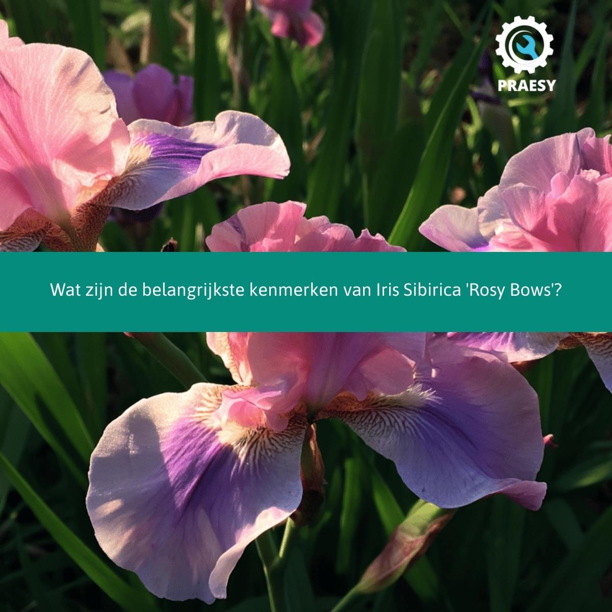 Wat zijn de belangrijkste kenmerken van Iris Sibirica Rosy Bows.jpg