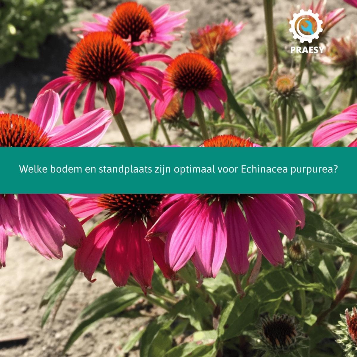 Welke bodem en standplaats zijn optimaal voor Echinacea purpurea.jpg