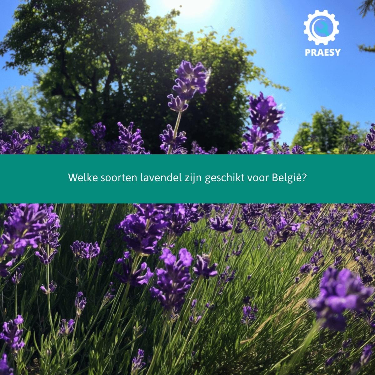 Welke soorten lavendel zijn geschikt voor België.jpg